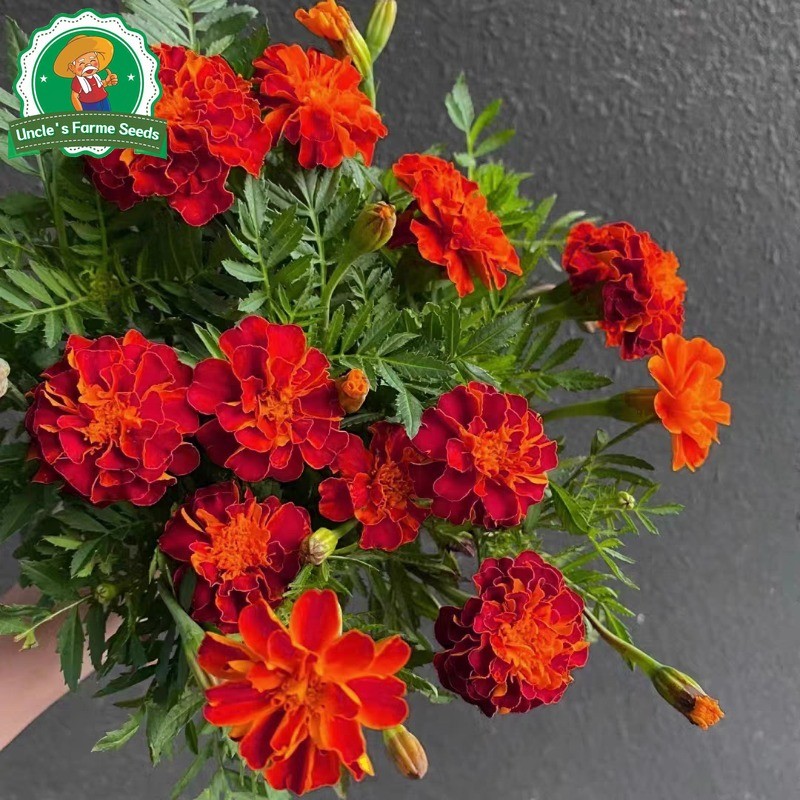 บรรจุ 150 เมล็ด ดอกดาวเรือง คุณภาพดี Mixed French Marigold Seeds รัศมี สีเหลือง F1 เมล็ดพันธุ์ดอกไม้ เมล็ดพันธุ์ Plants - รูปที่ 4