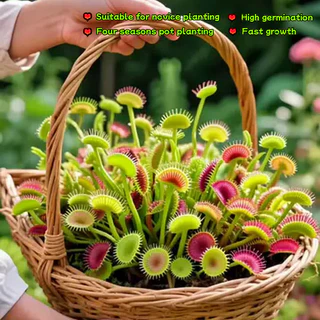 50เมล็ด/แพ็ค ไม้กินแมลง กาบหอยแครงปากแดง (Venus Flytrap) Potted Insectivorous Dionaea Muscipula Giant Clip Flytrap Plant