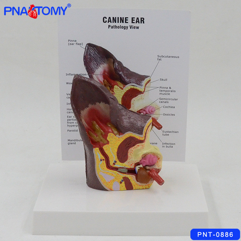 Spot Goods#Dog Ear Anatomy Model Canine Pet Hospital Teaching Display Supplies Gift Animal Anatomy D