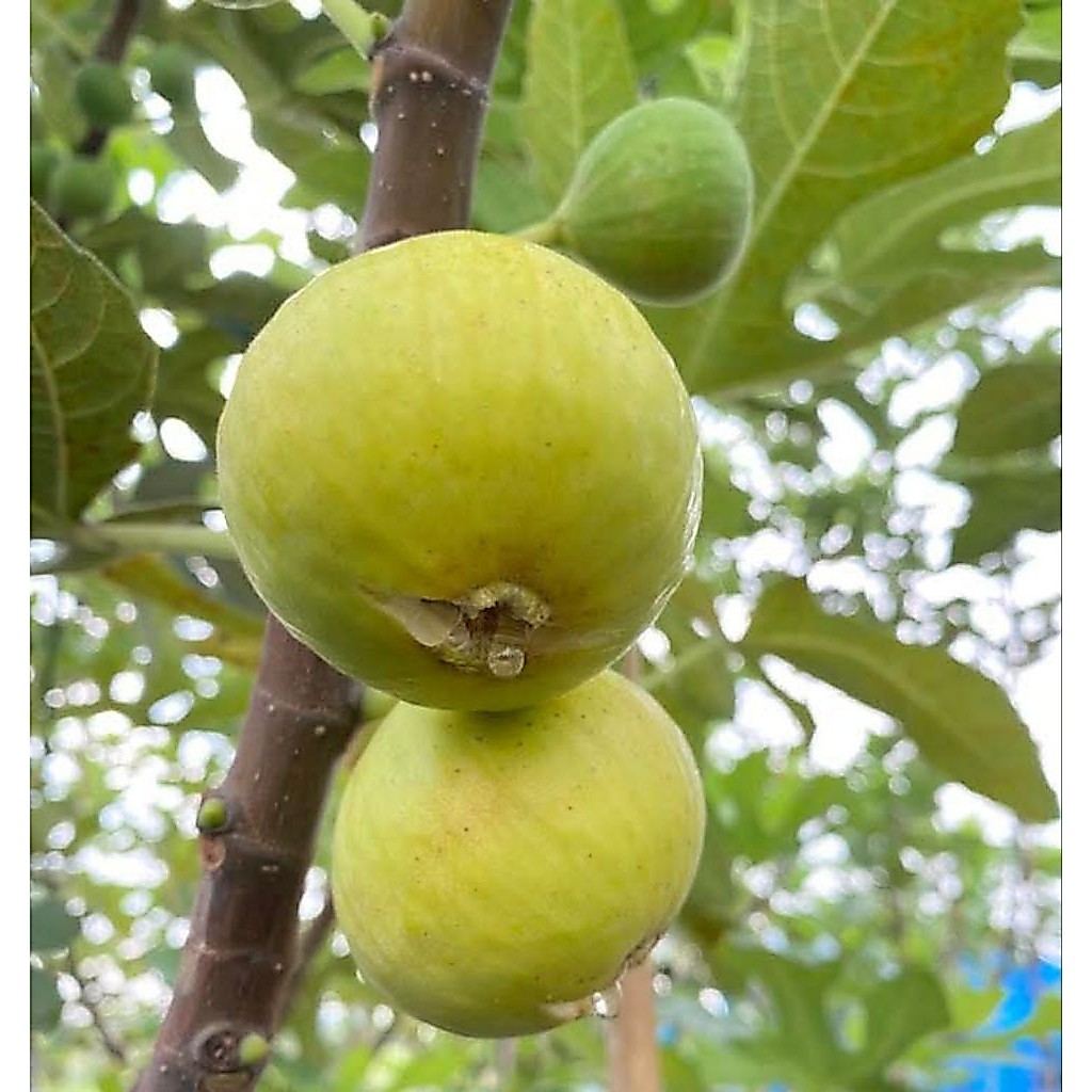 กิ่งตอนมะเดื่อฝรั่งไวท์อิสราเอล White Israel   figs  รากแน่นๆ พร้อมปลูก