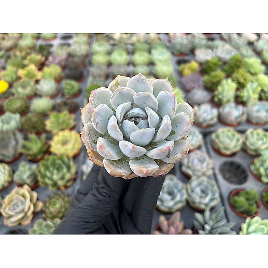 Echeveria SNOW BUNNY 🐰