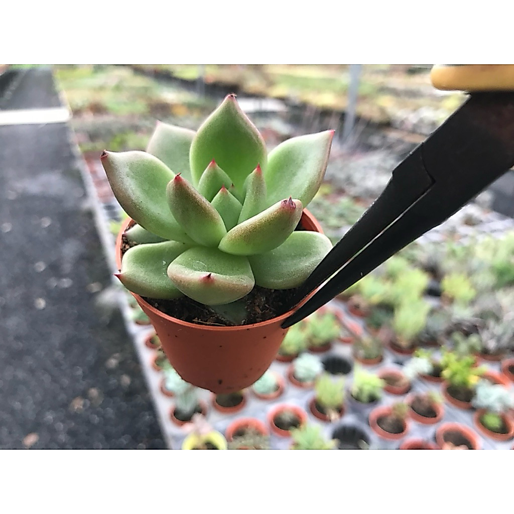 Echeveria “ Champagne “
