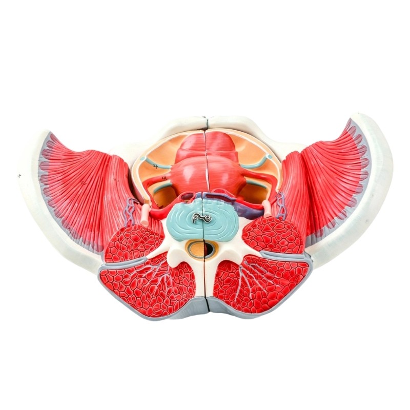 GOOD PVC หญิง Pelvis รุ่น Pelvis ที่ถอดออกได้รูปแบบกายวิภาคสําหรับการฝึกอบรมโรงเรียน