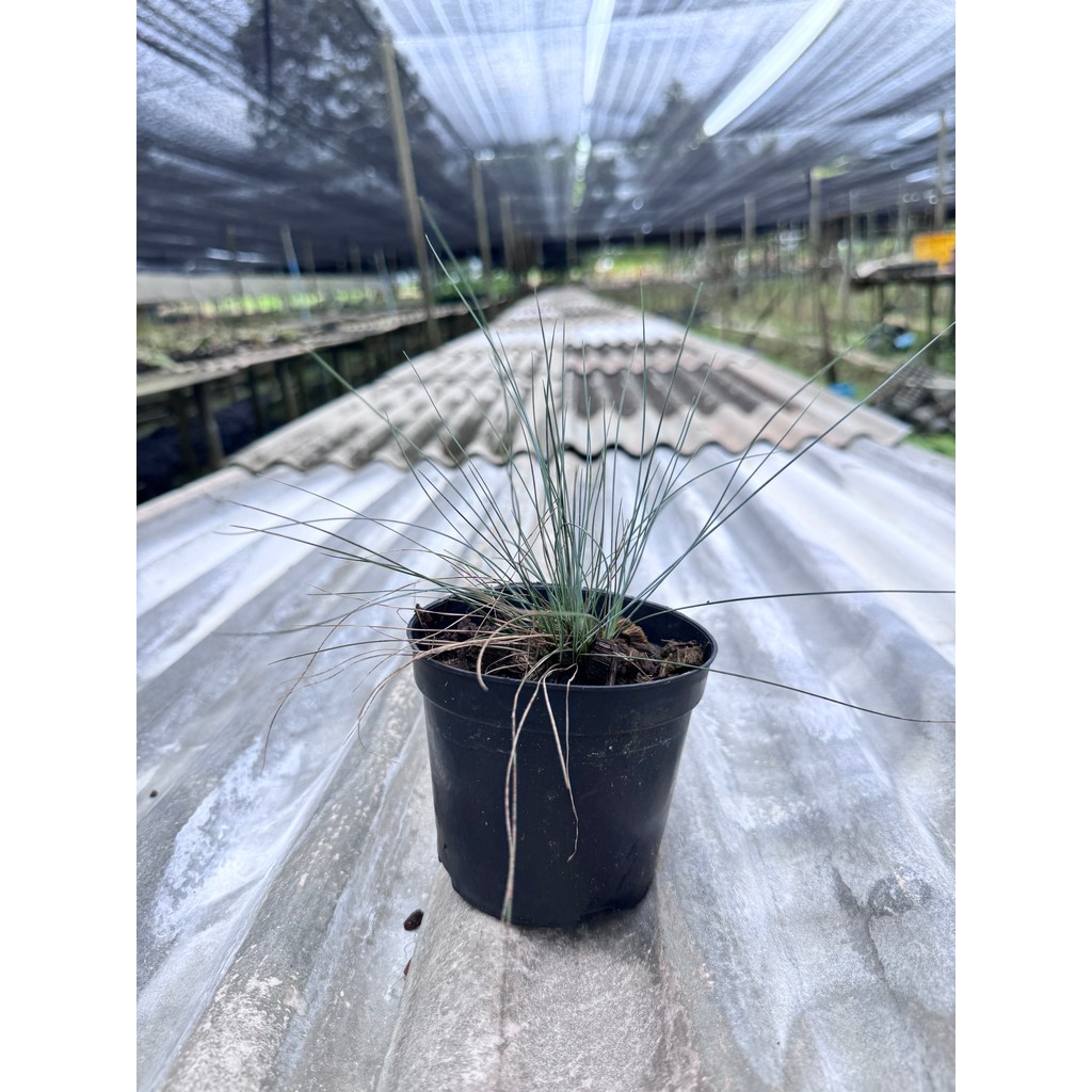 มุมมอง 5