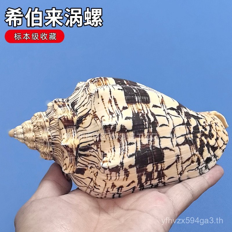 เมดิเตอร์เรเนียน Rare Conch Hebrew Vortex Conch หอยทากหายาก Conch มูลค่า