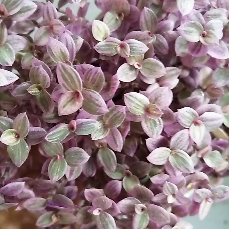 ริ้บบิ้นชาลีสีม่วง สีสวย จัดส่งพร้อมกระถาง 3 นิ้ว