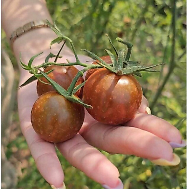 [5แถม1] 🍫 เมล็ดพันธุ์มะเขือเทศช็อคโกแลต (Chocolate Tomato)  สีเข้มสวยแปลกตา รสหวานหอม ปลูกง่าย ผลดก