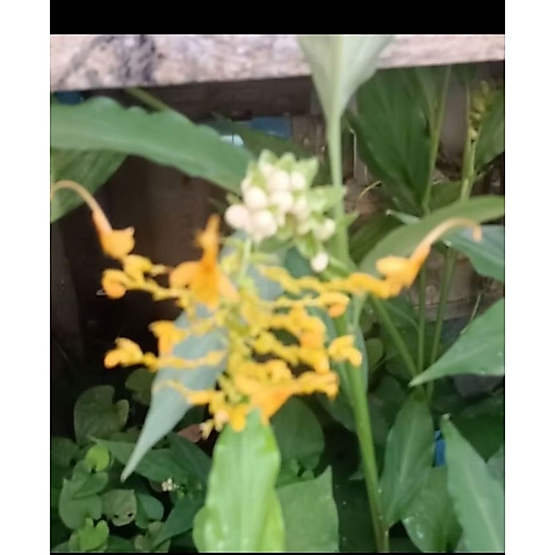ต้นดอกเข้าพรรษาคละสีต้นละ10บาท(มัดต้มห่อราก)