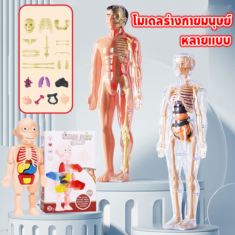 ตัวต่อโมเดลโครงกระดูกมนุษย์ โมเดลร่างกายมนุษย์ ของเล่นเพื่อการศึกษา Human Body Model