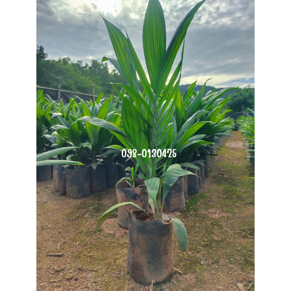 พันธุ์ปาล์ม ยังกัมบิ ML161 (Yangumbi ML161) รุ่น 8เดือน โทร 098 0130425