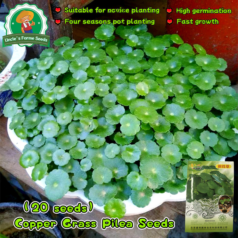 20 เมล็ด เมล็ดพันธุ์ หญ้าทองแดง บรรจุ Copper Grass Plant Seeds Hydroponics Copper Money Flower Seeds เมล็ดดอกไม้