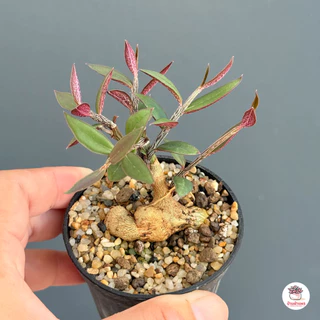 ไม้โขด Euphorbia neorubella ( Red Monadenium ) ไม้อวบน้ำ กุหลาบหิน cactus&succulentหลากหลายสายพันธุ์