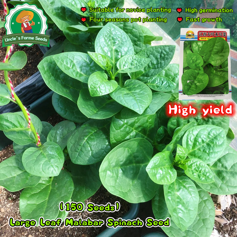 เมล็ดพันธุ์ ผักปลัง (Ceylon Spinach) 150 เมล็ด ปลูกง่าย ปลูกได้ทั่วไทย Malabar Spinach Seeds for Planting Vegetables