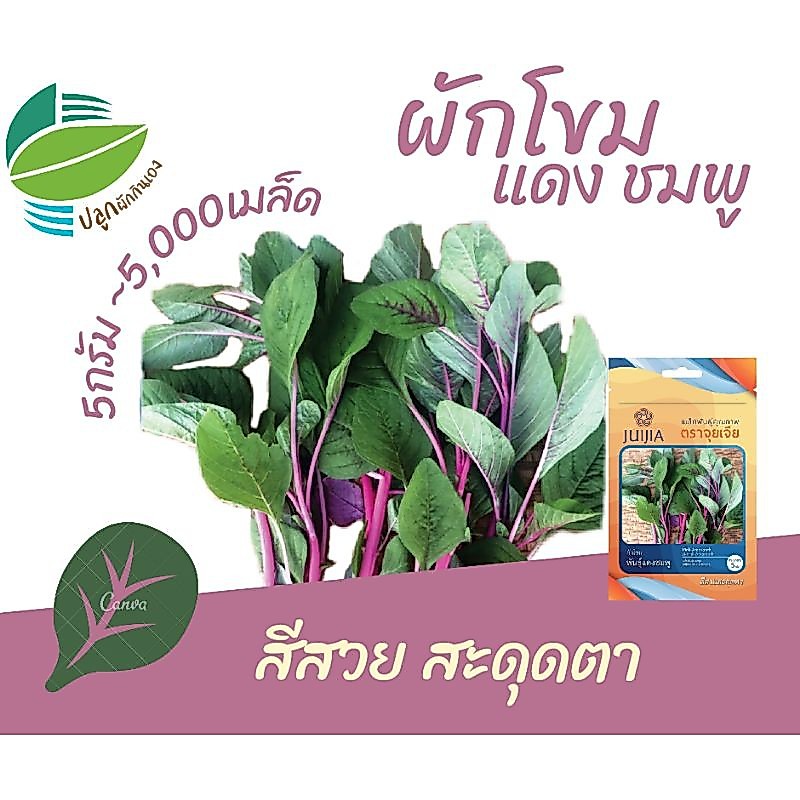 ผักโขมแดงชมพู (Pink Amaranth)​