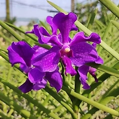 แวนด้าใบร่อง​ กล้วยไม้​ดอกสีม่วง​ มาโม่xฟ้ามุ่ย​ ปลูก​เลี้ยง​ง่าย​