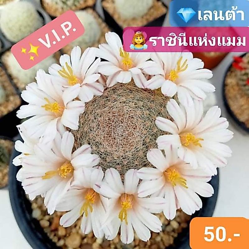 เลนต้า หนามสาน ราชินีแห่งแมม ให้ดอกใหญ่สีสวย สวยมงลง
