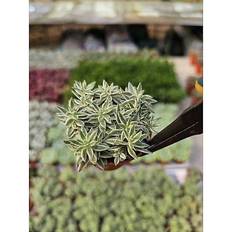 Echeveria white small กุหลาบหินใบด่าง
