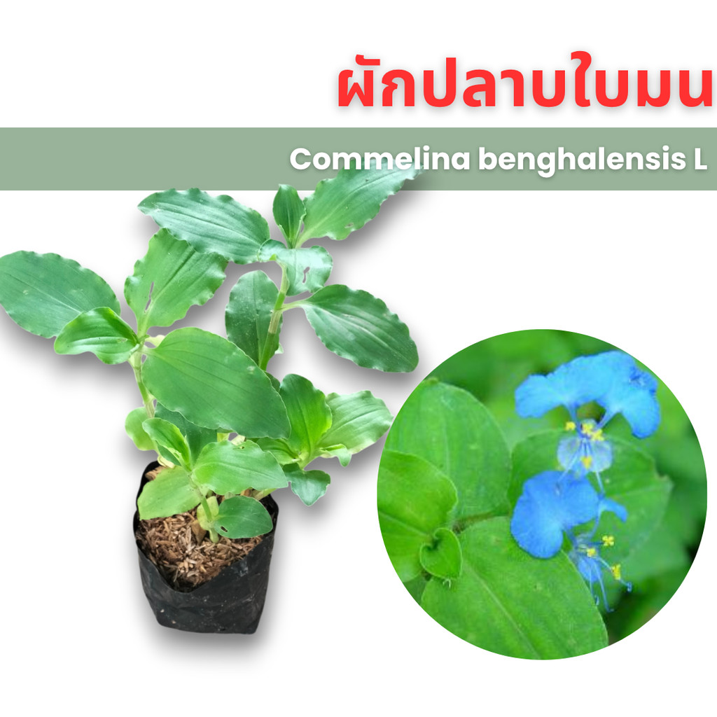 ต้นผักปลาบใบมน ปลูกสวนครัวได้ดี รากแน่นพร้อมลง เก็บกินสดทำน้ำปั่น