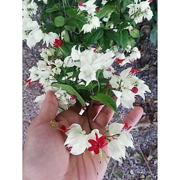 ต้นมังกรคาบแก้ว ไม้ถุงและไม้กระถาง​ 8​ นิ้ว ราคา 65-160บาทค่ะ