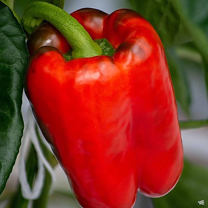 100เมล็ด/ซอง พริกหยวกหวาน พริก High Yield Giant Bell Pepper Seeds Organic Sweet Pepper Seed Vegetables Seeds F1 Seeds
