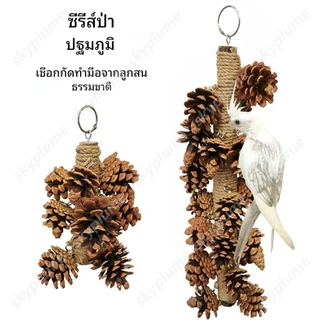 ของเล่นนกแก้ว เมล็ดสนธรรมชาติ ลูกสน ติดไว้ในกรงได้ ของเล่นหัดกัดแทะ เคี้ยวเล่น