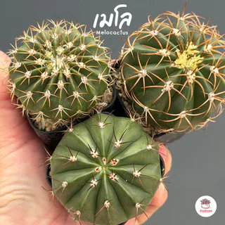 รวมเมโลแคคตัส Melocactus #กระถาง2นิ้ว แคคตัส กระบองเพชร cactus&succulent
