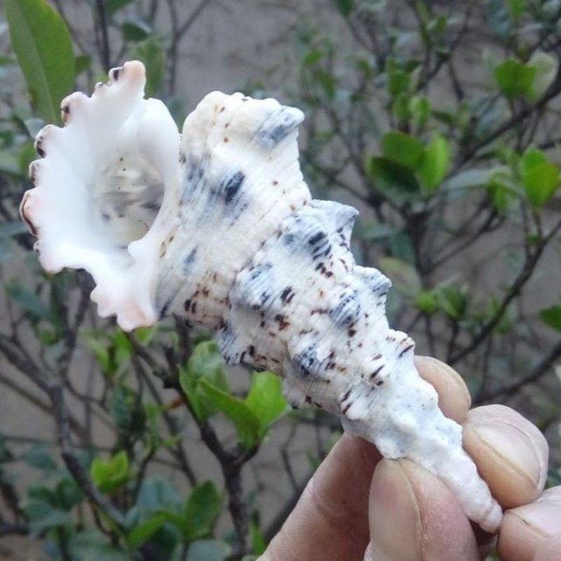 ธรรมชาติ Conch 7-9 ซม.เจดีย์ Snail Hermit Snail Fish Tank Aquascaping ตกแต่งของเล่นเด็กไม่มีกลิ่น uu