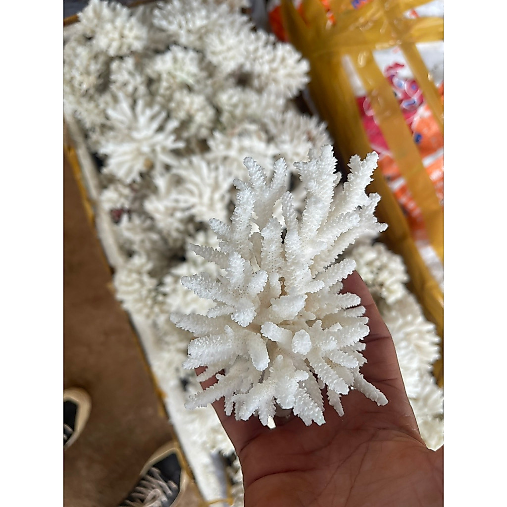 ปะการังฝ้าย - ปะการังธรรมชาติตกแต่งพิพิธภัณฑ์สัตว์น้ําและภูมิทัศน์ขนาดเล็ก -ช่วยเติมน้ํา ปริญญาเอก