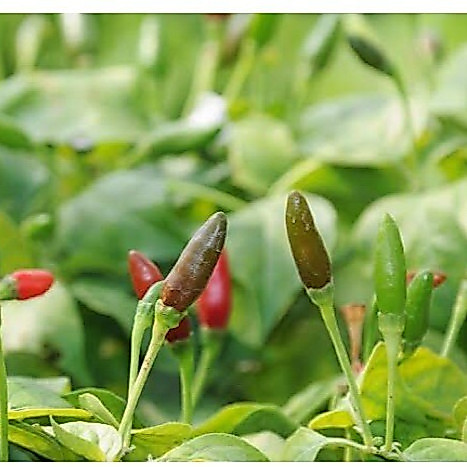 [10เเถม1คละได้] เมล็ดพริกขี้หนูสวน 30-70 เมล็ด คัดพิเศษ มีคู่มือปลูก