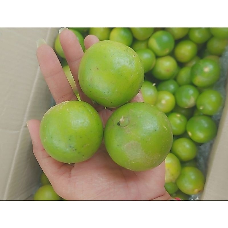 #พร้อมส่ง#มะนาวทูลเกล้าไร้เมล็ดออแกรนิค ปลอดสารพิษ มะนาวทูลเกล้าแท้ เปรี้ยว หอม น้ำดี เม็ดน้อยน้ำไม่เหลือง#มะนาวไร้เมล็ด