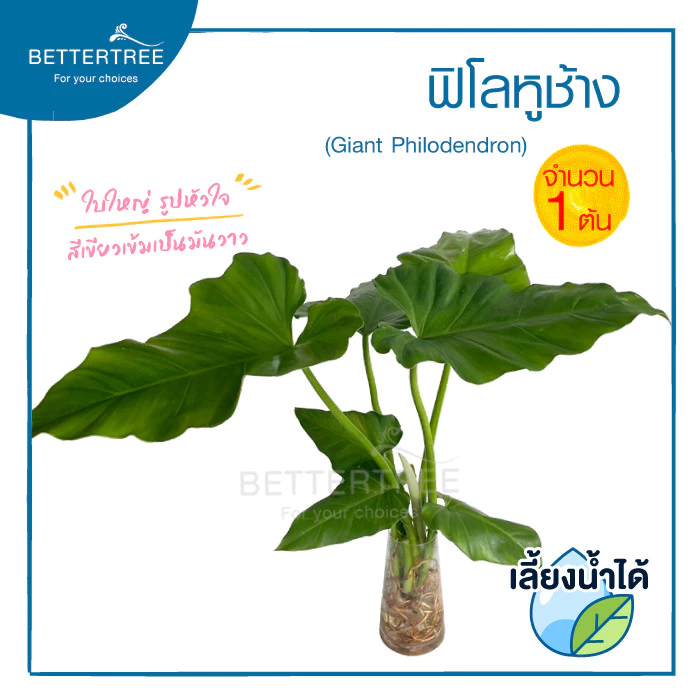 ฟิโลหูช้าง (จำนวน 1 ต้น) เลี้ยงน้ำได้ ต้นไม้มงคล ต้นไม้ฟอกอากาศ