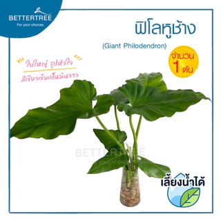 ฟิโลหูช้าง (จำนวน 1 ต้น) เลี้ยงน้ำได้ ต้นไม้มงคล ต้นไม้ฟอกอากาศ