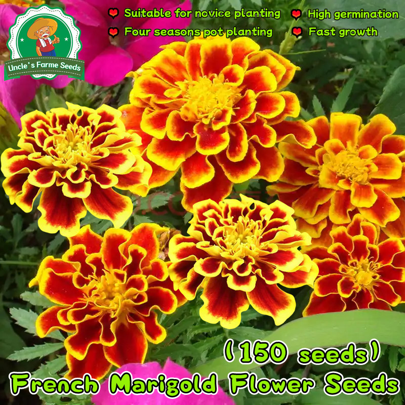 บรรจุ 150 เมล็ด ดอกดาวเรือง คุณภาพดี Mixed French Marigold Seeds รัศมี สีเหลือง F1 เมล็ดพันธุ์ดอกไม้ เมล็ดพันธุ์ Plants