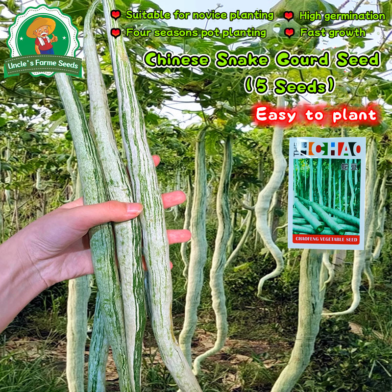 5 เมล็ด ยาว 1เมตร เมล็ดบวบงู Giant Long Snake Gourd Seeds  เมล็ดพันธุ์บวบงู เมล็ดพันธุ์ผัก เมล็ดพันธุ์ผักสวนครัว