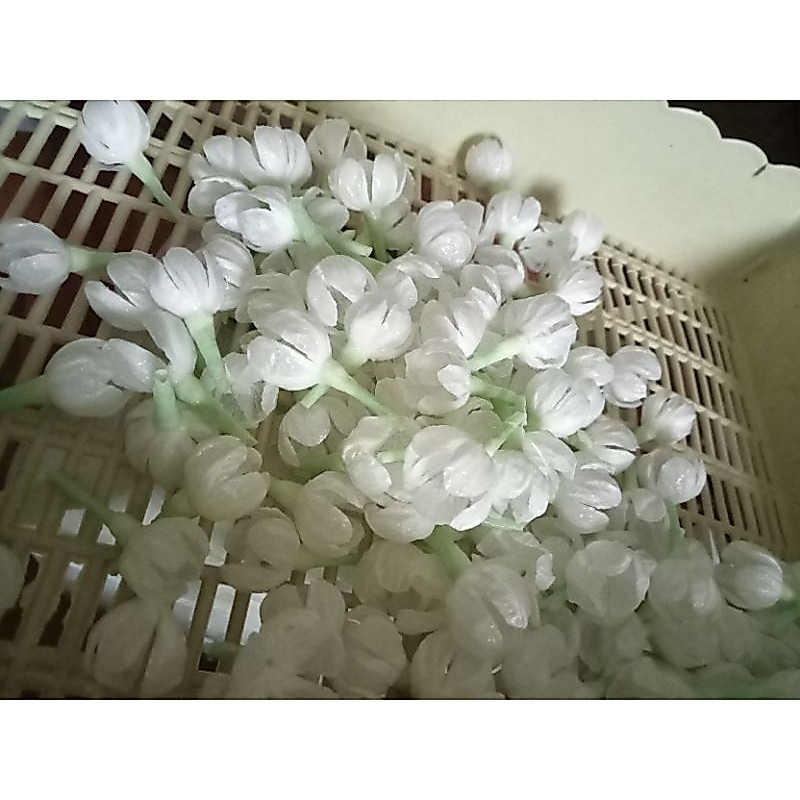 มะลิแย้มสีขาว100ดอก.