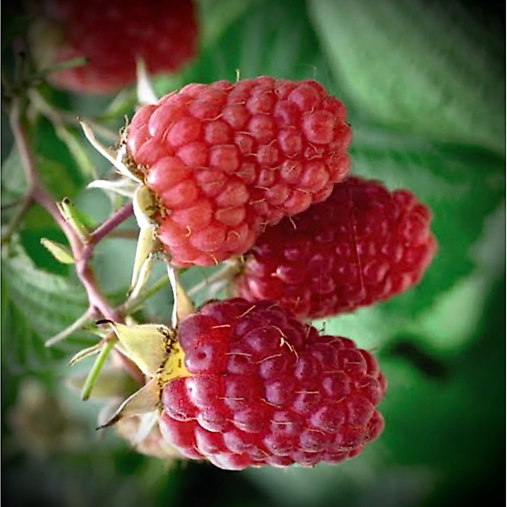 Rasberry Crimson / Anne ต้นพันธุ์ ราสเบอร์รี่ Crimson(แดง) / Anne (เหลือง) ลูกใหญ่ ผลดก มีกลิ่นเฉพาะตัว สูง 80-150cm