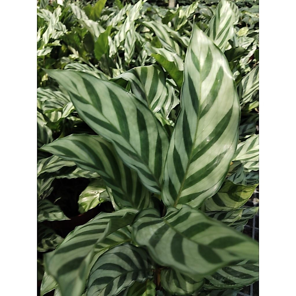 คล้าหยกมณี Calathea Concinna 'Freddie