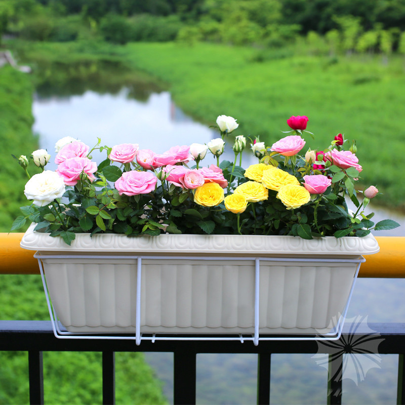 ดอกไม้, แขวน, กระถางดอกไม้, กรอบดอกไม้เหล็ก, ราวระเบียง, ป้องกันสนิม, เหล็ก, ผนังแขวน, การทําสวน, โปทอส