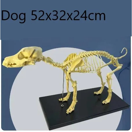 Anatomy Medical Lab Dog Cat Skeleton Model แก้ไขบนฐาน