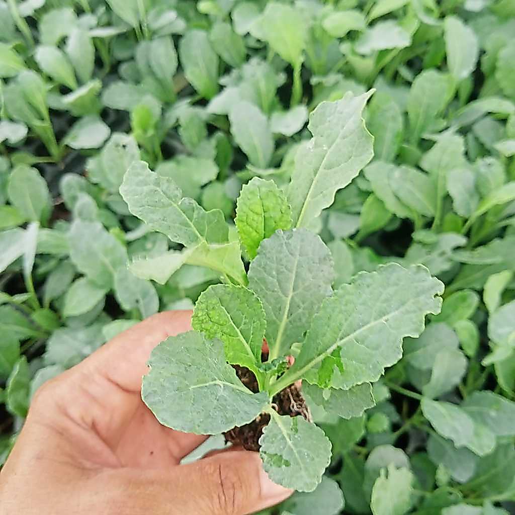 ต้นกล้า  เคลไดโน พร้อมปลูก กล้า ละ 12 บาท dino kale คะน้า เคลไดโนเสาร์ เคล  ลาซินาโต้เคล Lacinato Kale