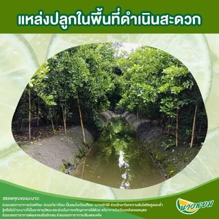 น้ำมะนาวปรุงอาหาร ตราชาวสวน 1000 ml Sianfood