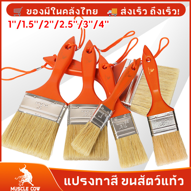 MUSCLE COW (ยกกล่อง 12 ชิ้น) แปรงทาวานิช แปรงทายูรีเทน แปรงขนอ่อน ขนาด 1 / 1.5 / 2 / 2.5 / 3 / 4 นิ้ว