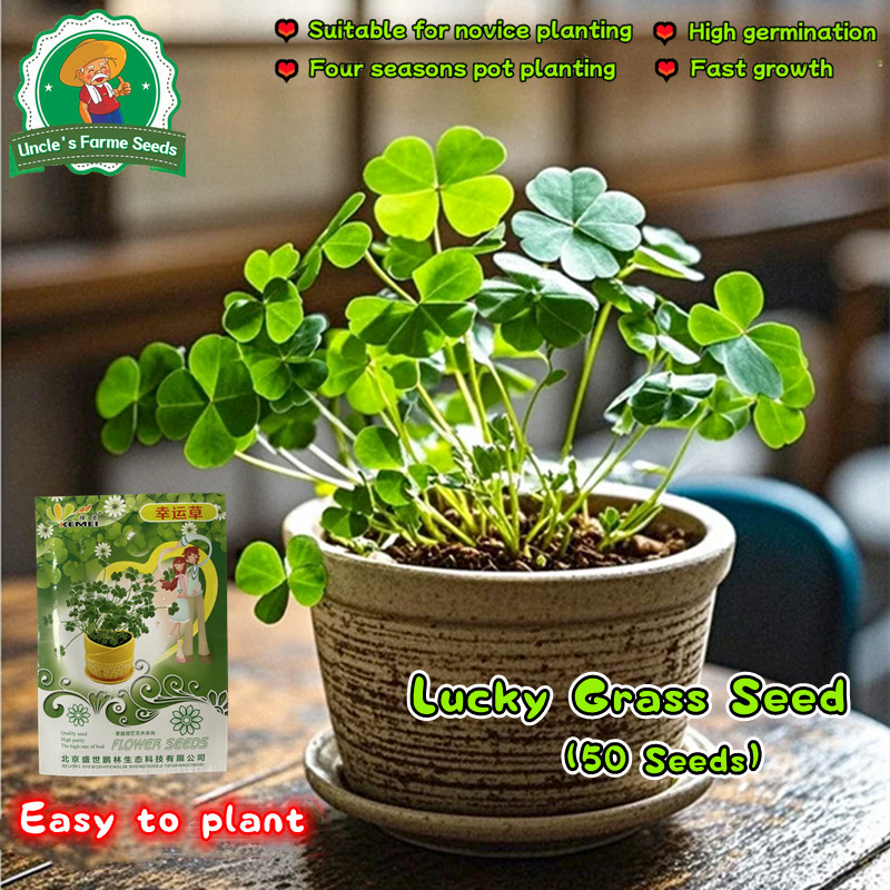 เมล็ดพันธุ์ โคลเวอร์ บรรจุ 50 เมล็ด Lucky Clover Three Leaf Clover Grass Seeds Flower Seeds Lucky Plants เมล็ดดอกไม้