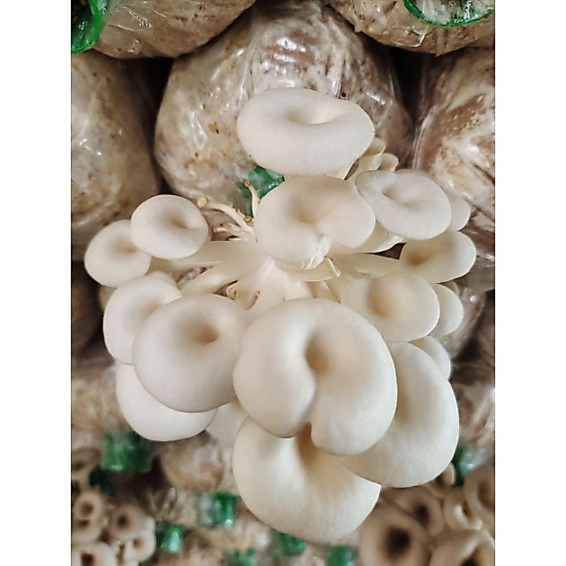 ก้อนเชื้อเห็ดนางรมฮังการี 3ก้อน 69 บาท ผลิตเองจากฟาร์มได้มาตรฐาน *เชื้อเดิน20%ต้องนำไปบ่มต่อ**อัพเดทเชื้อวันที่24มิย.69