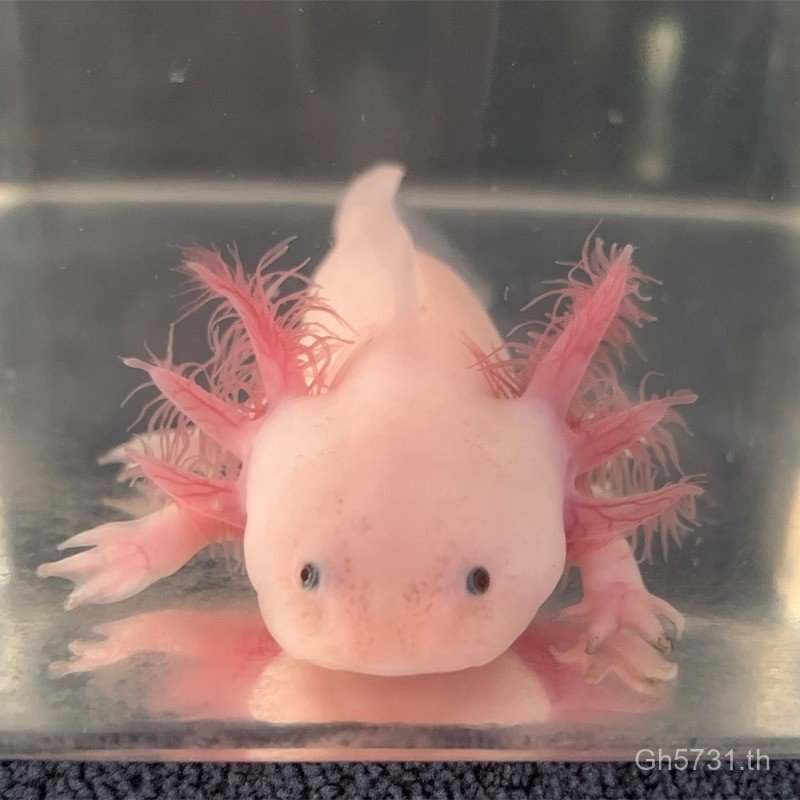 น้ําจืด Salamander ทน Good Raising ตกแต่งหกเหลี่ยม Arowana หกเหลี่ยมสัตว์เลี้ยง Living Influencer ปล