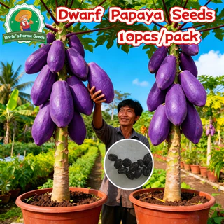 10เมล็ด/แพ็ค เมล็ดพันธุ์มะละกอสีม่วง Sweet Papaya Seeds for Planting เมล็ดพันธ์มะละกอแขกนวลดำเนิน Dwarf Papaya Fruit