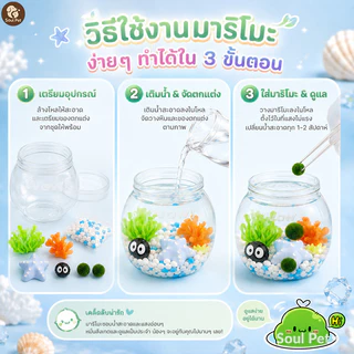 มาริโมะ ชุดขวดเลี้ยง สาหร่ายน้ำ ขวดพลาสติก ของขวัญนำโชค แต่งโต๊ะ ตู้ปลา พืชน้ำ มินิมอล