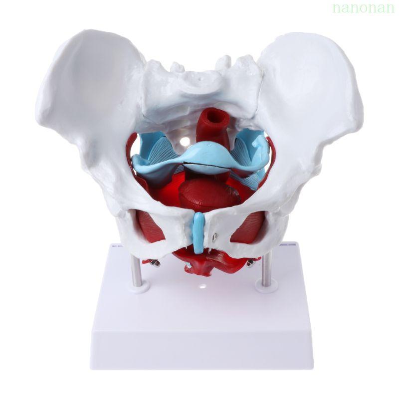 Nan หญิง Pelvis แบบจําลองกล้ามเนื้ออุ้งเชิงกรานกล้ามเนื้อมดลูกรังไข่การสอนทรัพยากร E
