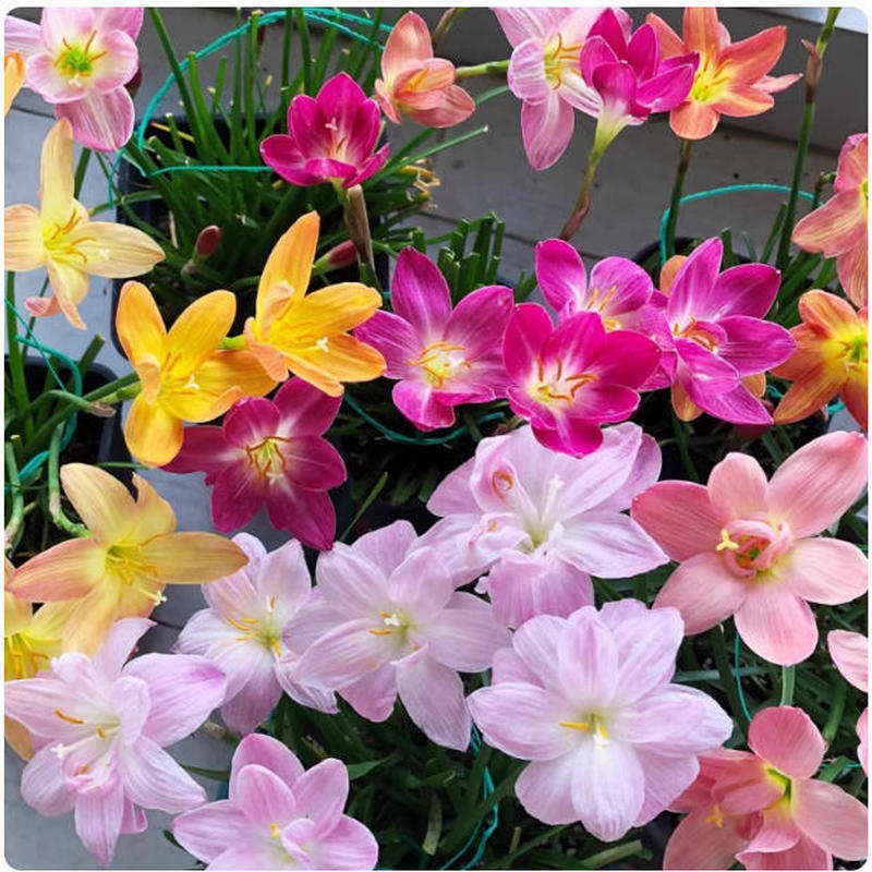 Fengyu Orchid ปลูก Ball สีชมพู Fengyu Orchid กระถางต้นไม้ Ball Root ดอกไม้ Four Seasons ดอกพืชสีเขีย