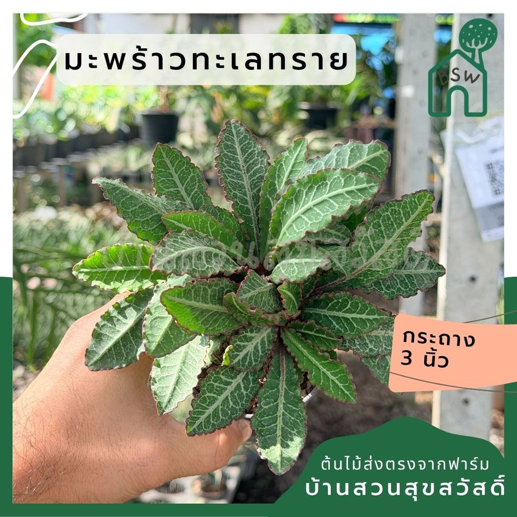 มุมมอง 6